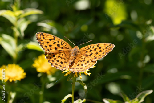 Nacré de la ronce (Brenthis daphne)
Brenthis daphne in its natural element

