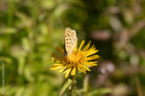 Cuivré fuligineux --- Argus myope (Lycaena tityrus)
Lycaena tityrus in its natural element

