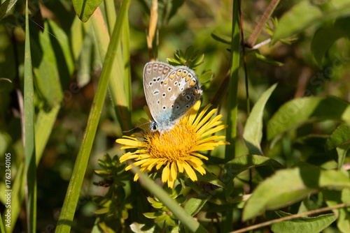 Argus bleu --- Azuré commun (Polyommatus icarus)
Polyommatus icarus on an unidentified flower or plant
