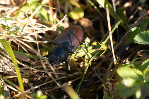 Lucane Cerf-Volant --- Cerf-volant (♂) --- Grande biche (♀) (Lucanus cervus)
Lucanus cervus in its natural element
