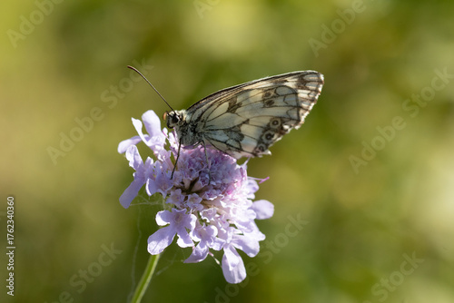 Demi-deuil (Melanargia galathea)
Melanargia galathea on an unidentified flower or plant

