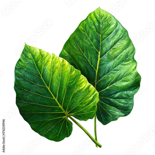 Large tropical green leaf isolated on a transparent white background, clipping path