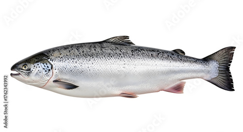 Fresh whole atlantic salmon fish isolated on transparent background for culinary and seafood concepts