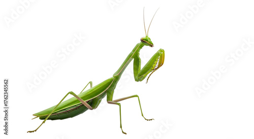 Detailed macro photograph of a vibrant green praying mantis insect with delicate antennae and raptorial forelegs isolated on transparent background