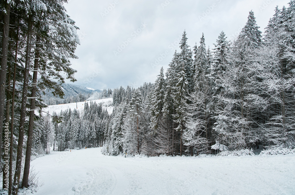 Fototapeta premium Scenic ski trail winding through a snowy forest.