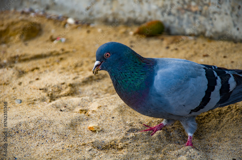 Obraz premium Urban Rock Dove Foraging on Sandy Ground Detailed Close-up of Pigeon Eating.