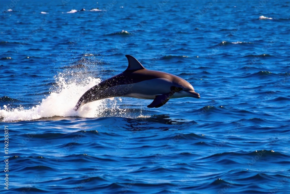 Obraz premium Dolphin Breach and Sunlight A dolphin breaches dramatically from the ocean s surface, with the bright, slightly diffused sun positioned behind it, creating a strong silhouette effect. Water is frozen