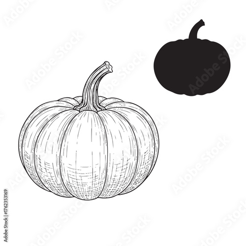 Black and white detailed sketch of a pumpkin alongside a solid black silhouette of a pumpkin squash
