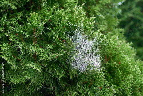 Frozen web on the branches of a green thuja. Frost on the web. Green thuja branches after the first frost.