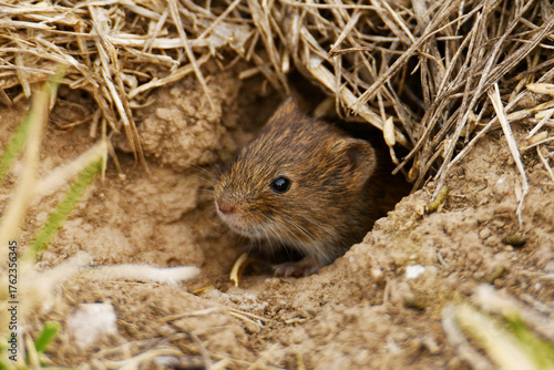 Fotografie Central European vole (Microtus arvalis arvalis) looking out of its burrow near