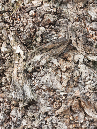 Texture of deciduous tree bark. Rough bark background