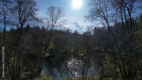 River and trees in the forest