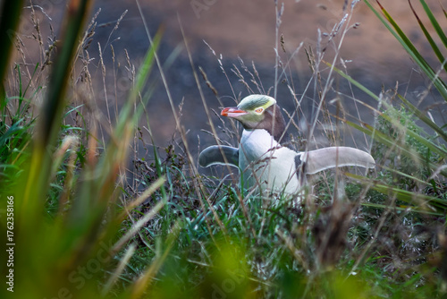 Close up of a yellow eyed penguin with wides open wide in thick vegetation on the coast near Oamaru, South Island, New Zealand in March.