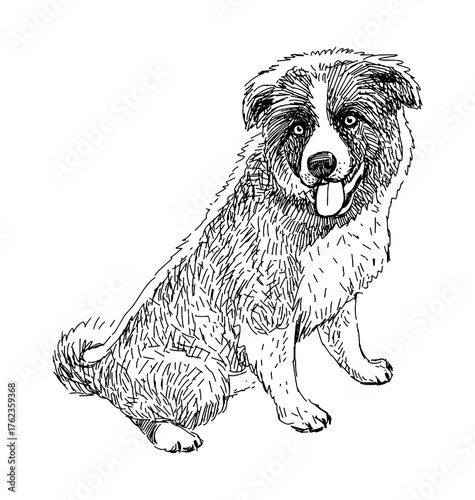 Sketch of one cute sitting border collie puppy, purebred dog, realistic hand drawn vector illustration