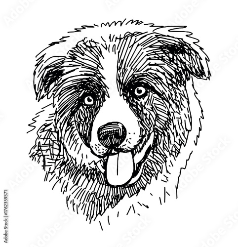 Sketch portrait of cute border collie puppy, animal head, purebred dog, realistic hand drawn vector illustration