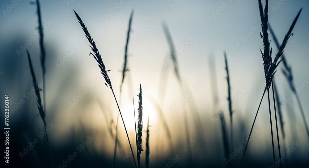 Fototapeta premium Silhouetted grass stalks against a hazy, muted sky at dusk twilight
