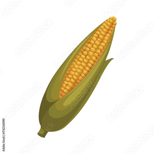 Illustration of corn.Golden maize corn cob isolated. Corn in the peel