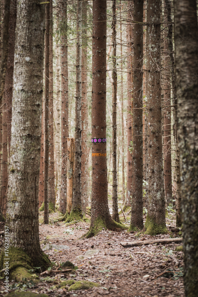 Fototapeta premium path in the woods