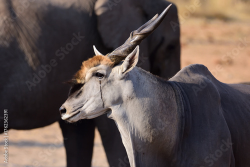 Quadro em tela Elan Close-up