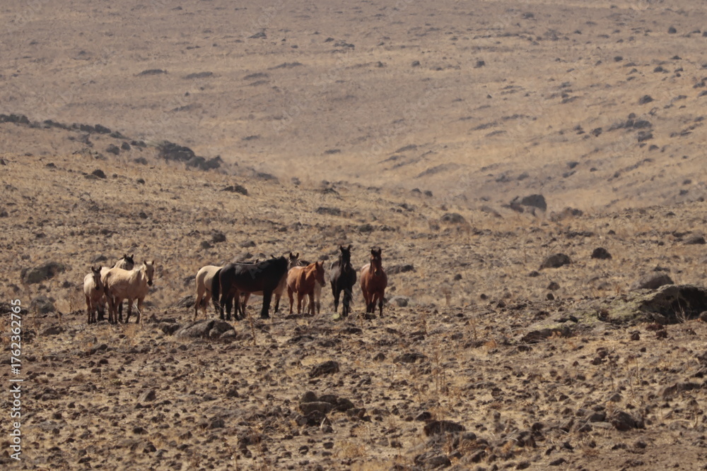 Fototapeta premium wild horses 