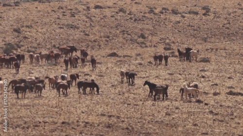 wild horses 