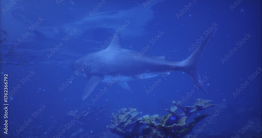 Obraz premium A powerful shark glides through clear blue water, surrounded by colorful coral reefs and marine life, showcasing the beauty of ocean habitats and the majesty of sea creatures.