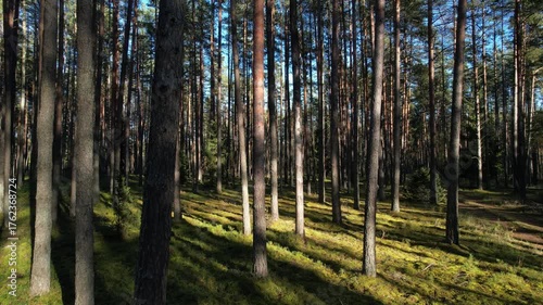 forest in autumn