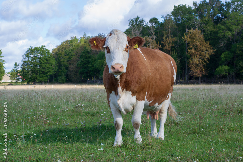 Naklejka premium Brown Simmental cow on pasture