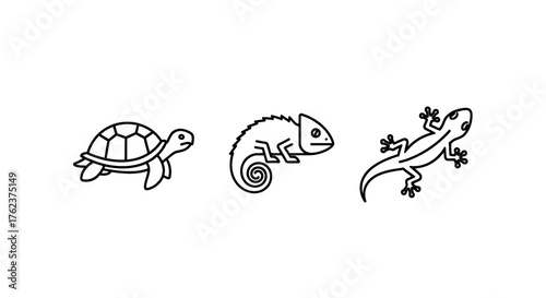 Simple line art illustrations of a turtle, chameleon, and lizard on a white background.