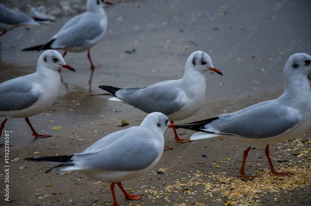 Fototapeta premium Wild Gulls Gathered on a Wet Beach Shore