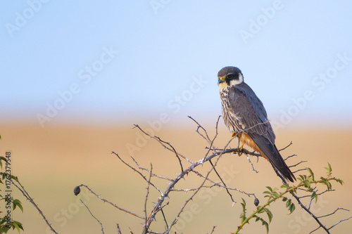 Birds Hobby Falco subbuteo. in the wild