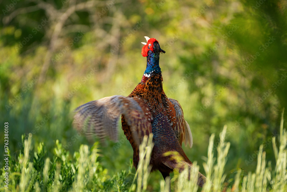 Fototapeta premium Ringneck Pheasant, Phasianus colchicus in the habitat