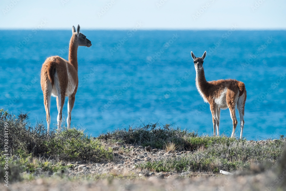 Φωτογραφία Mother and baby Guanaco, Peninsula Valdes, Chubut Province, Patagonia, Argentina