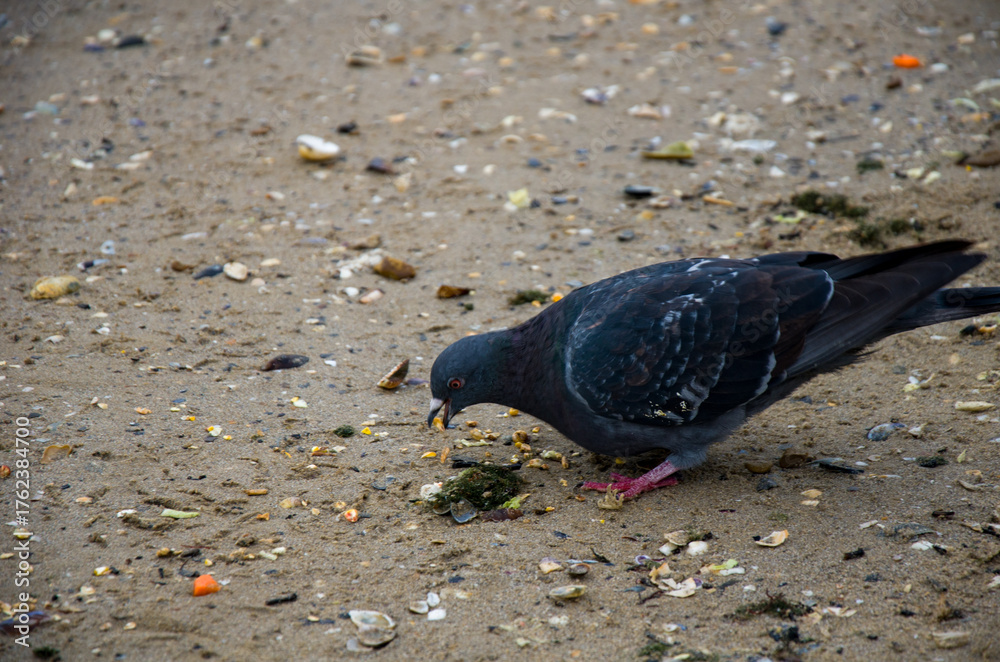 Fototapeta premium Close-up of a Feral Pigeon Feeding on the Sand and Shell Fragments