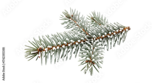 Frosty fir branch isolated on transparent background with a light dusting of snow