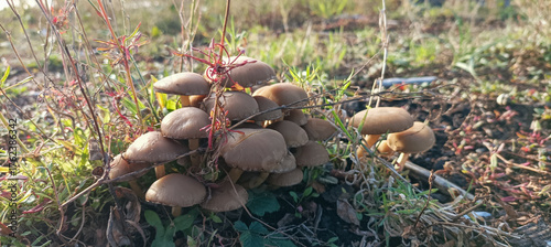 mushrooms in the forest