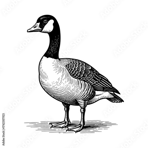 Classic black-and-white engraving of a standing Canada goose, detailed feathers with fine hatching, vintage scientific etching style, sharp HD vector art.
