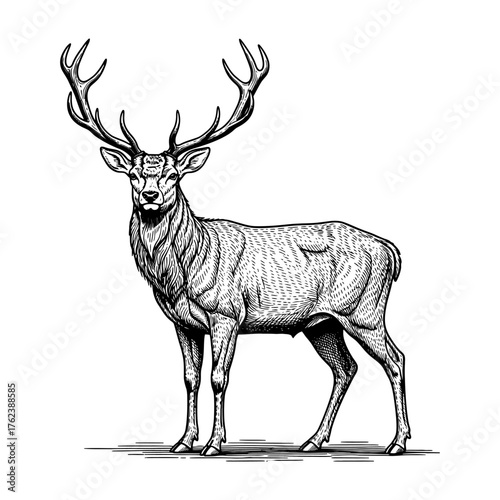 Classic engraving of a majestic stag with detailed antlers, fine hatching lines, and elegant black-and-white etching in vintage zoological style.