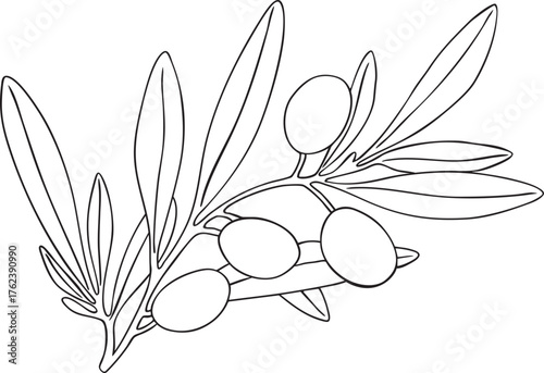 Drawing olives branch decor vector. Hand drawn floral illustration olive fruit, tree branches, leaves isolated background black. Edible foliage. Drawings food. Menu, wrapping, card gift stationary