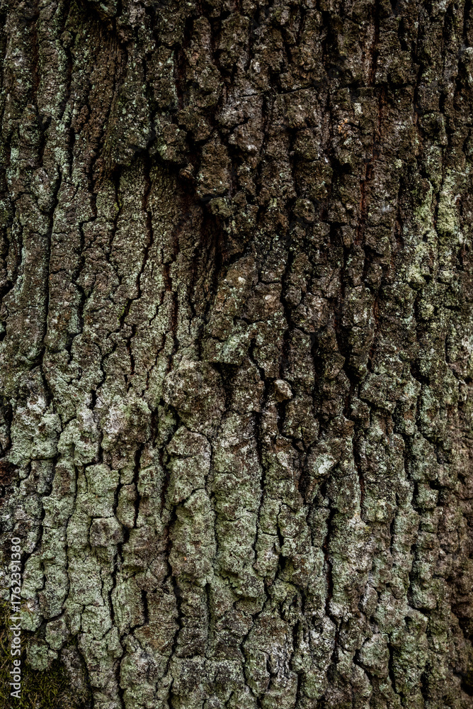 Naklejka premium tree bark texture