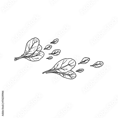 Illustration of two groups of spinach leaves with smaller leaves trailing behind on white background