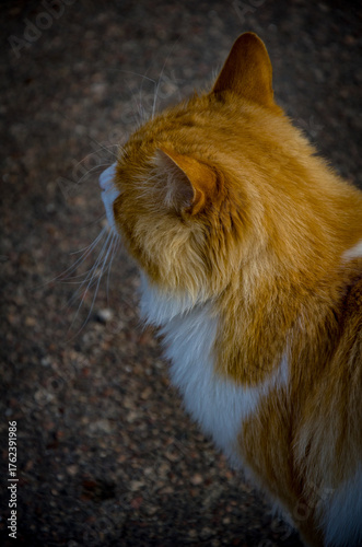 Profile Close-up of Orange and White Cat on Dark Ground