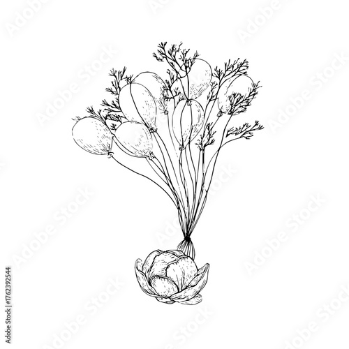 Sketch of balloons and sprigs tied to a cabbage with intricate line work in black and white style art