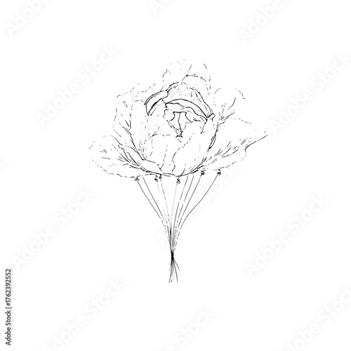 Detailed black and white sketch of a cabbage with strings attached to it on a white background