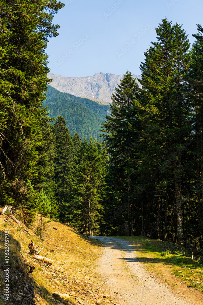 Fototapeta premium Forest trail through the Sapinière de Thou in Saint-Lary-Soulan