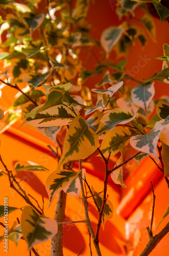 Variegated Ficus Leaves Against Vibrant Orange Wall Background