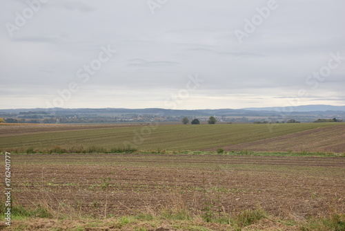 Tapety artystyczne Pole