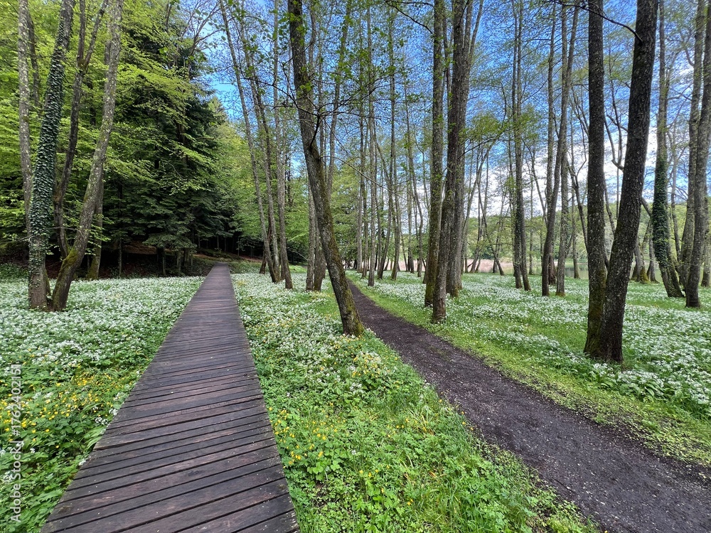 Obraz premium The educational pathway around the Lake Trakoscan 'Faerie Path' (Croatia) - Poučna staza Put Vila ili staze za šetnju i rekreaciju oko Trakošćanskog jezera (Hrvatsko Zagorje, Hrvatska)