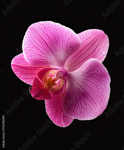 Pink phalaenopsis orchid flower blooming on black background