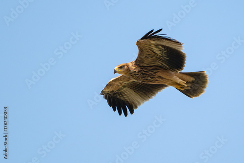 Eastern imperial eagle Aquila heliaca. Wildlife animal.